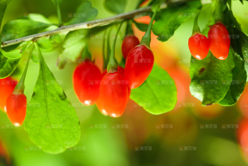 枸杞枝上的枸杞