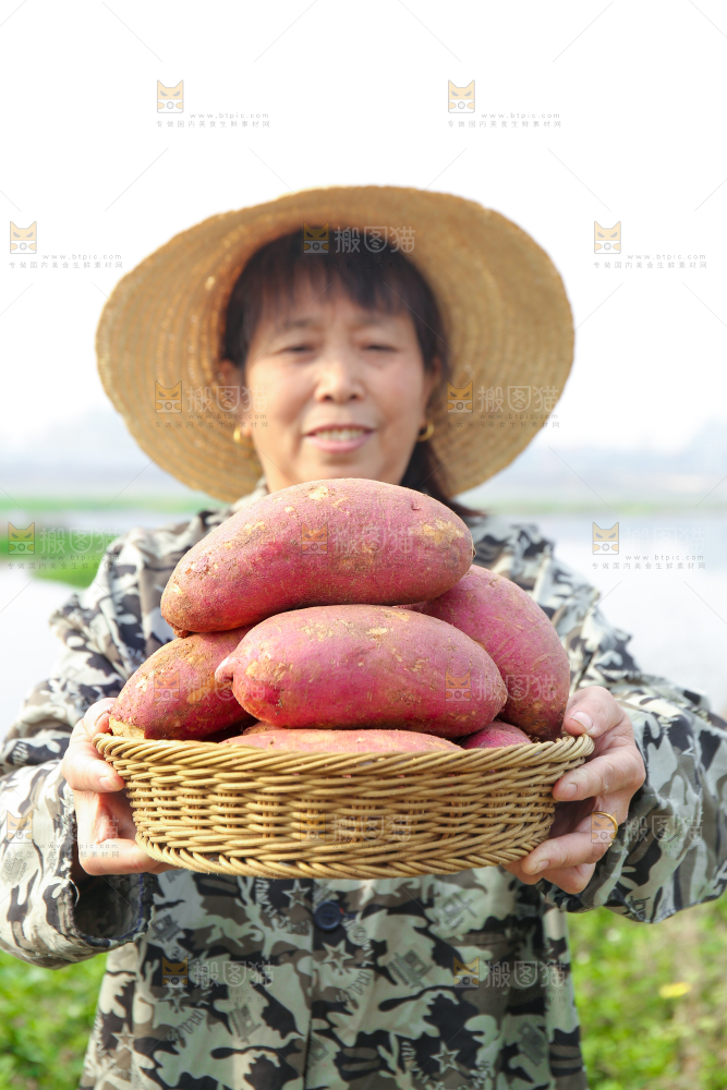 手里拿着黃心板栗薯