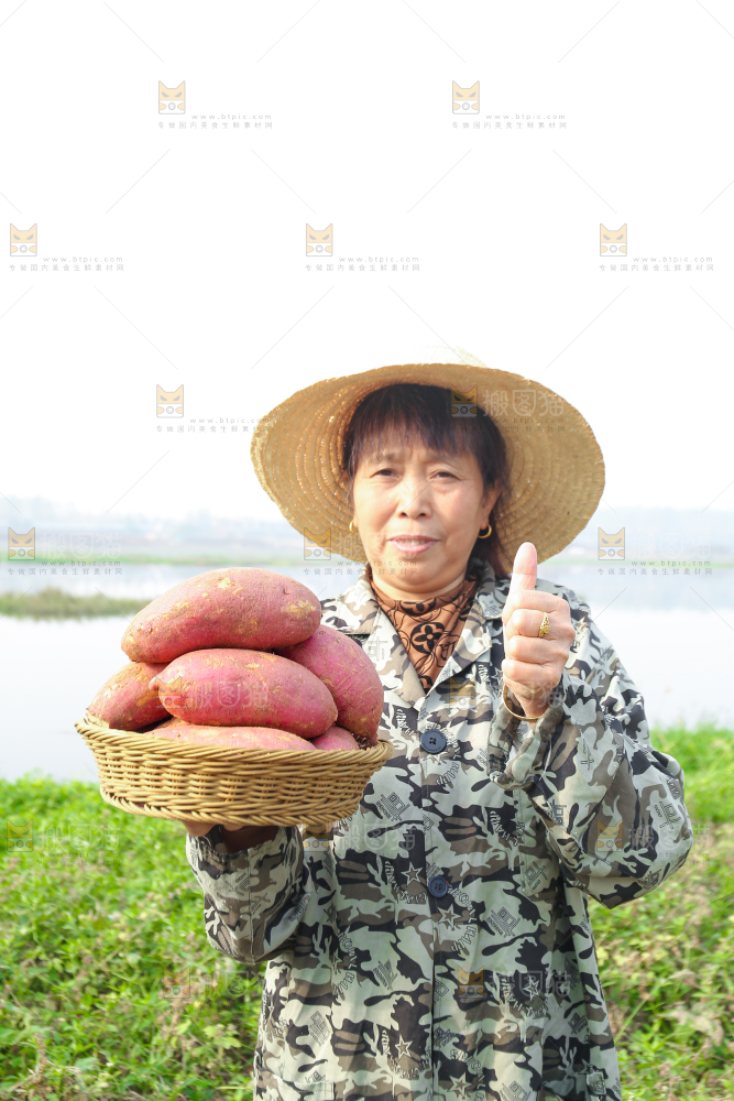 手里拿着黃心板栗薯