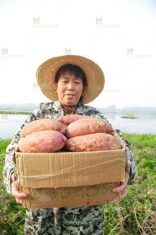 手里拿着黃心板栗薯