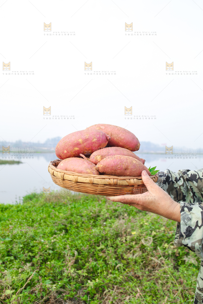 手里拿着黃心板栗薯