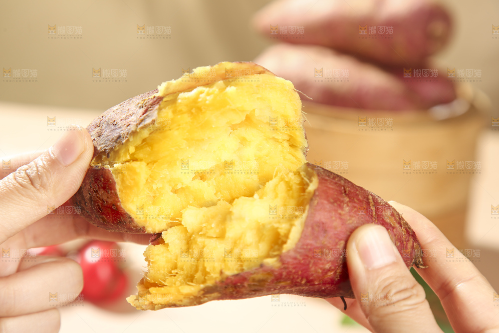 板栗薯