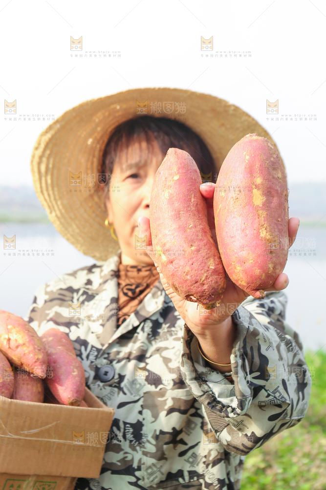 手里拿着黃心板栗薯