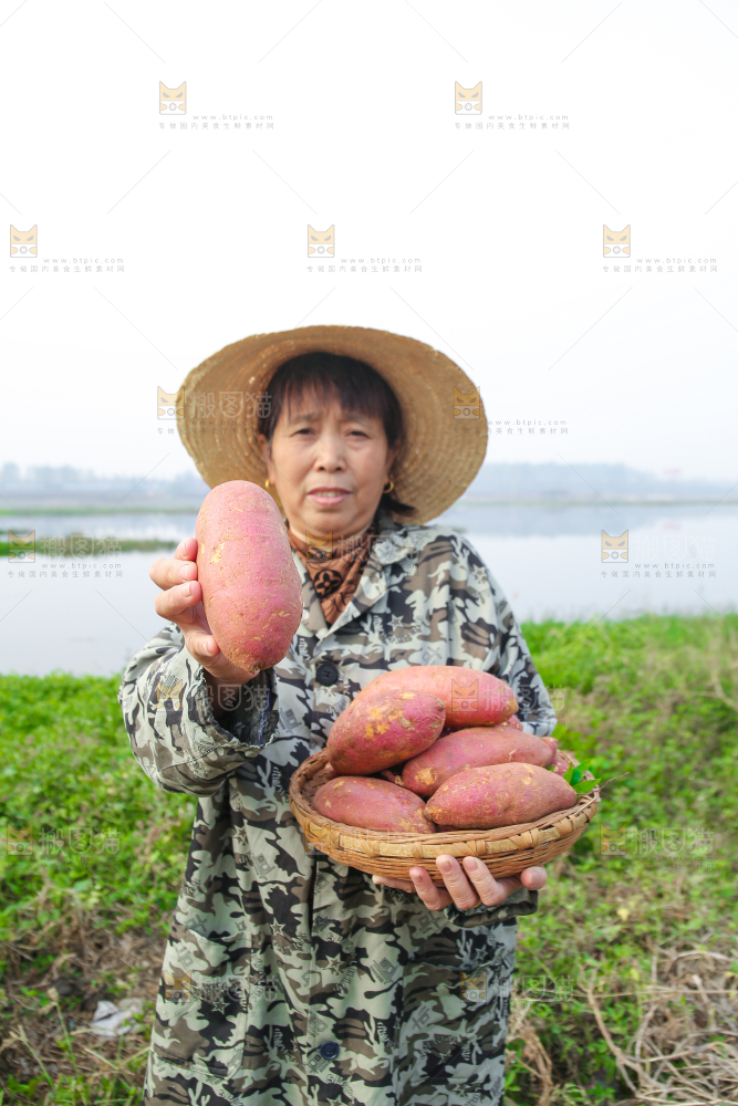 手里拿着黃心板栗薯