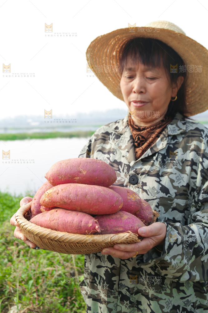 手里拿着黃心板栗薯