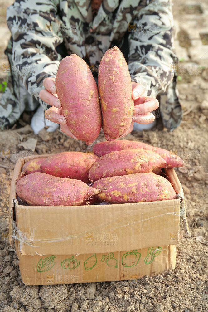 手里拿着黃心板栗薯