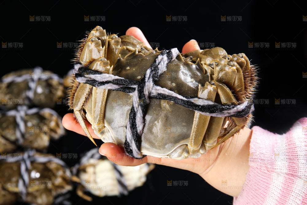 黑底上的鲜活大闸蟹