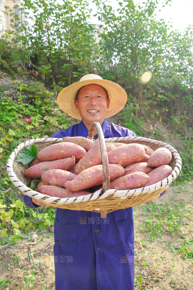 手里拿着黃心板栗薯