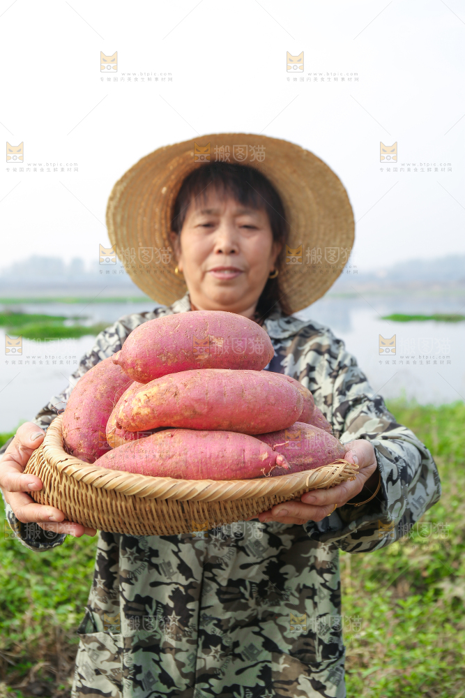 手里拿着黃心板栗薯