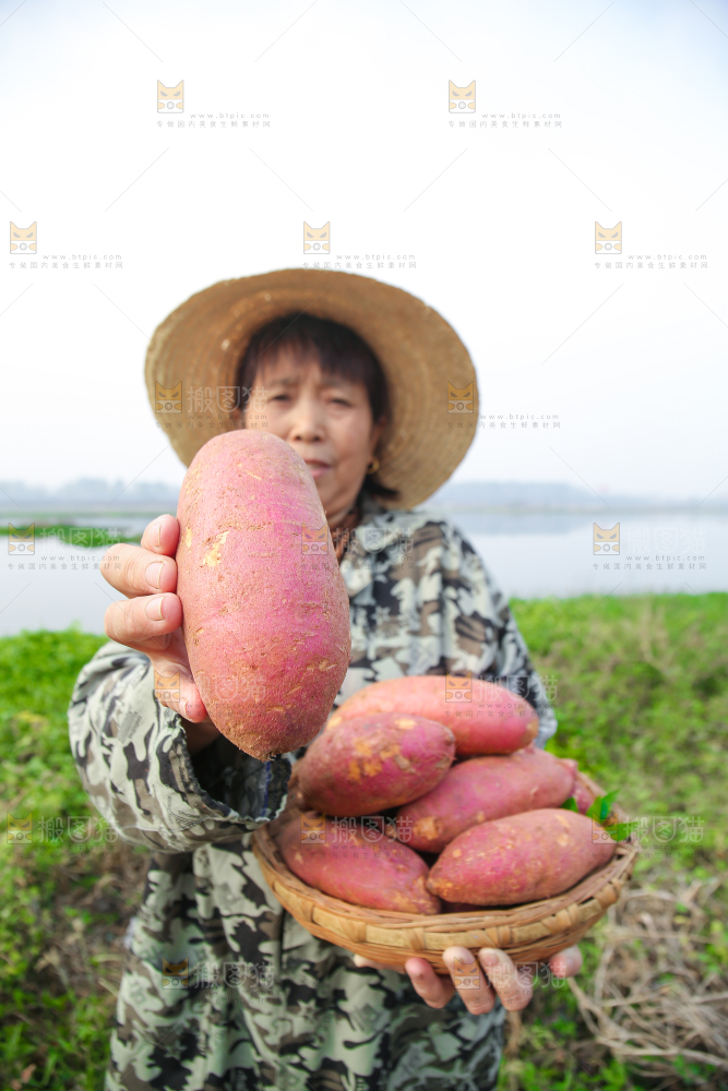 手里拿着黃心板栗薯
