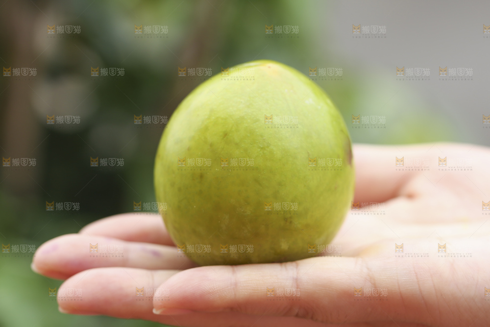 手里拿着恐龙蛋李子