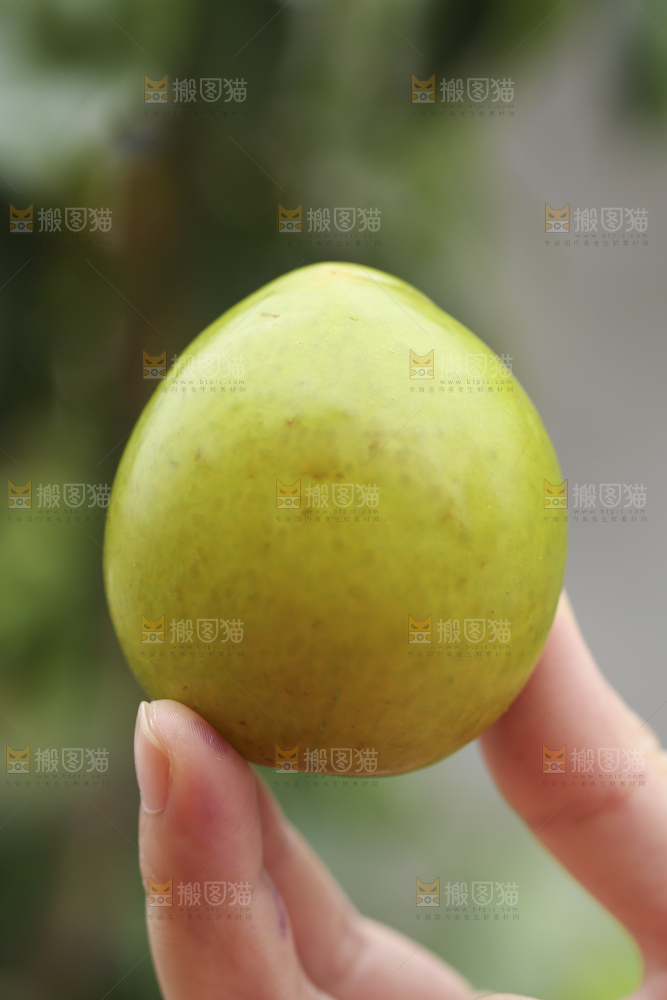 手里拿着恐龙蛋李子