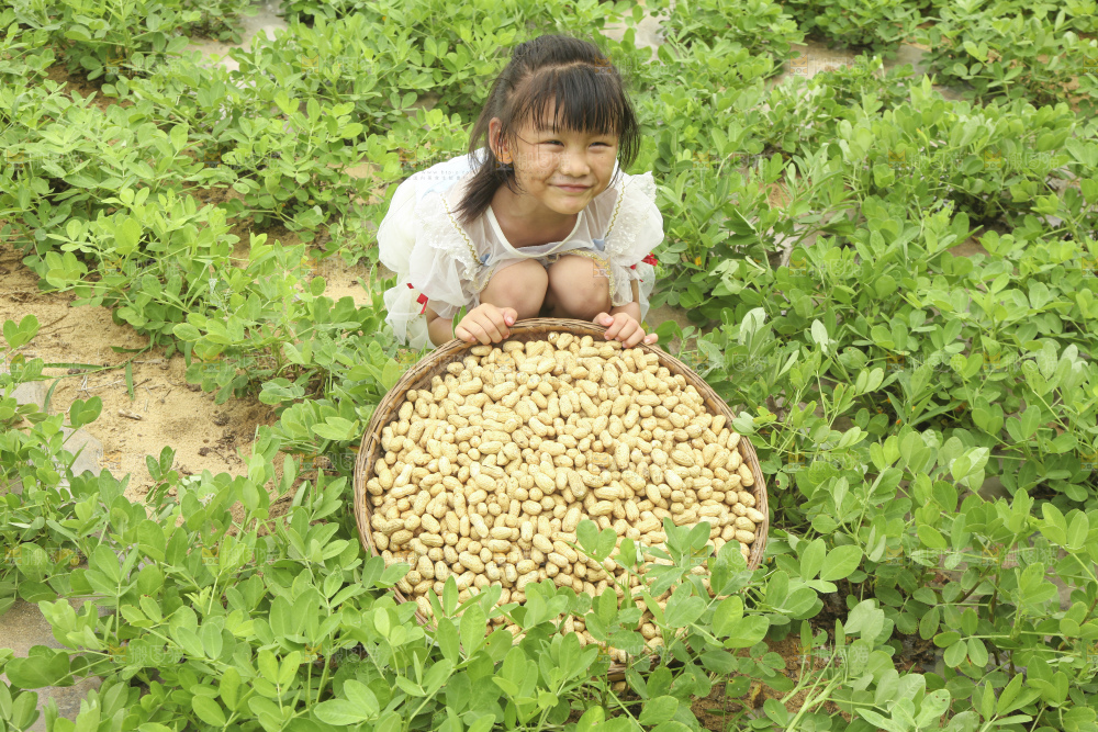 手里拿着现挖花生