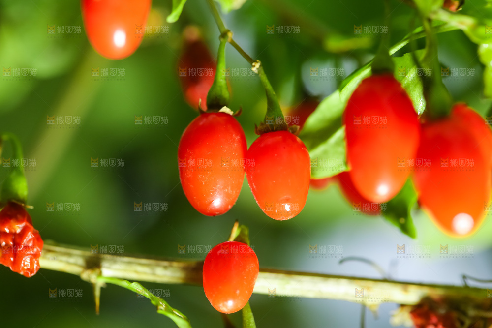 枸杞枝上的枸杞