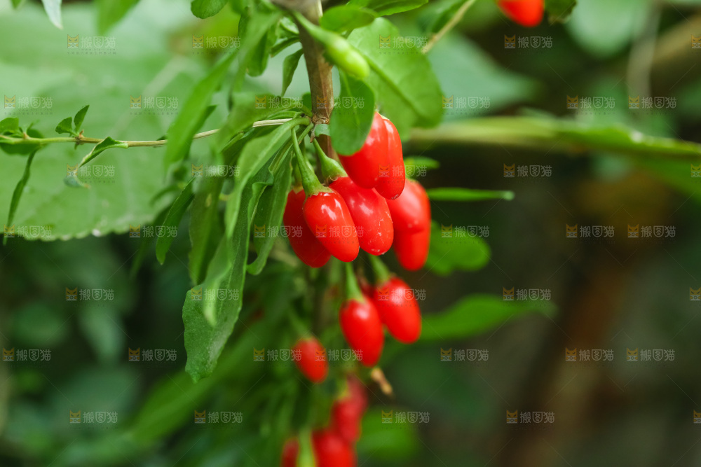 枸杞枝上的枸杞