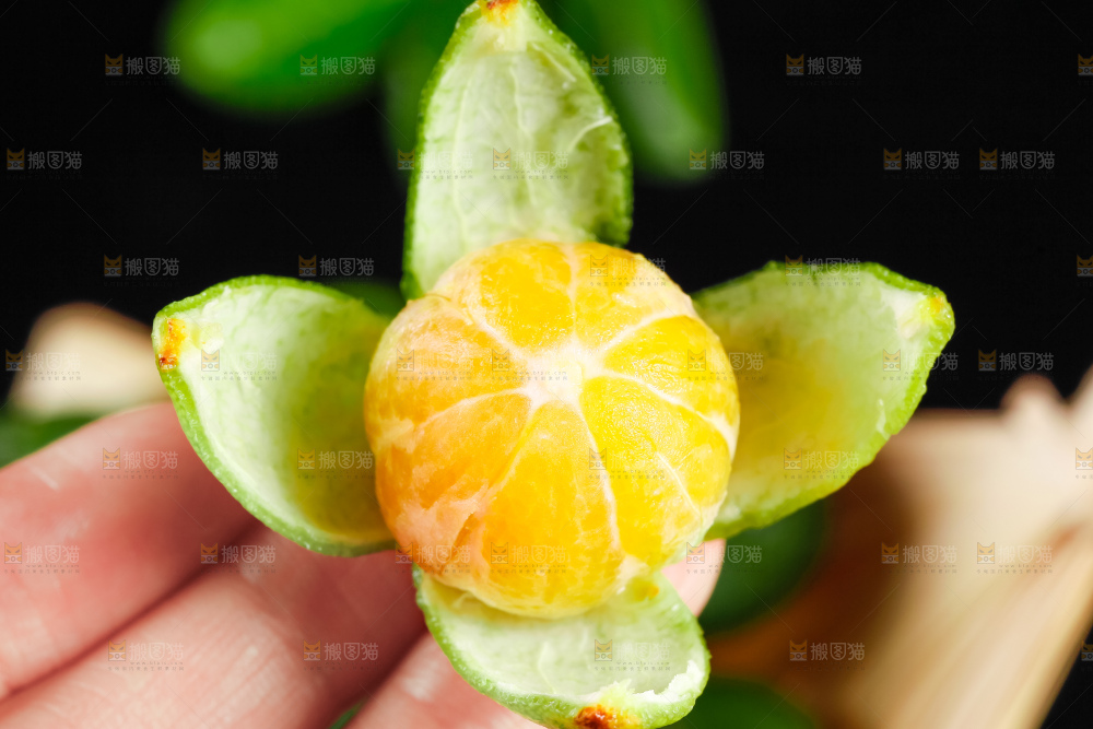 手里拿着剥皮的海南小金桔