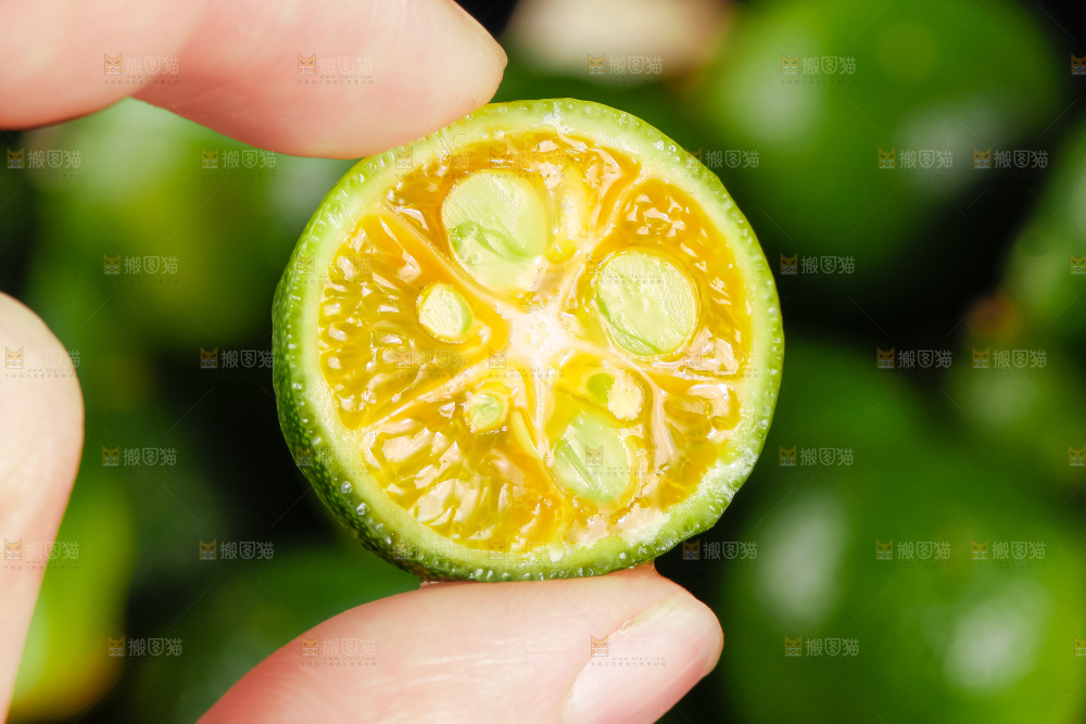 手里拿着切开的海南小金桔