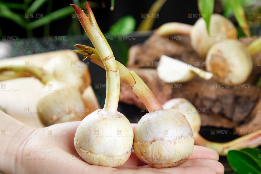 手里拿着白茨菇