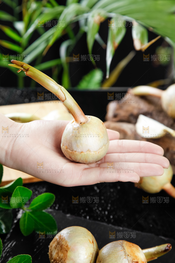 手里拿着白茨菇