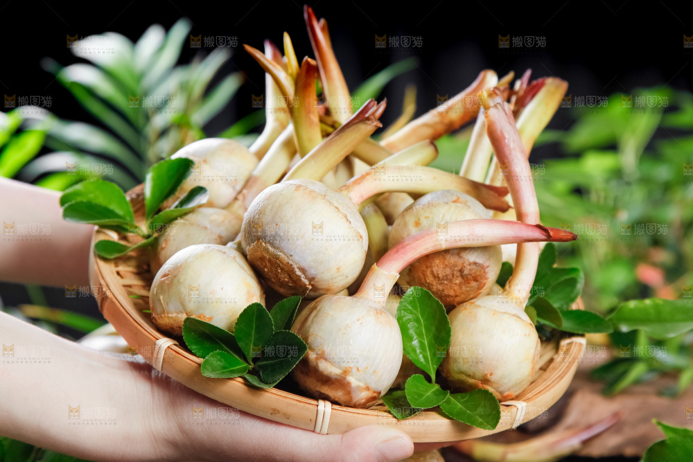 竹篮里放着白茨菇