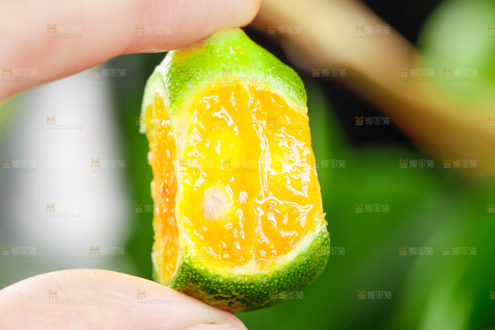手里拿着切开的海南小金桔
