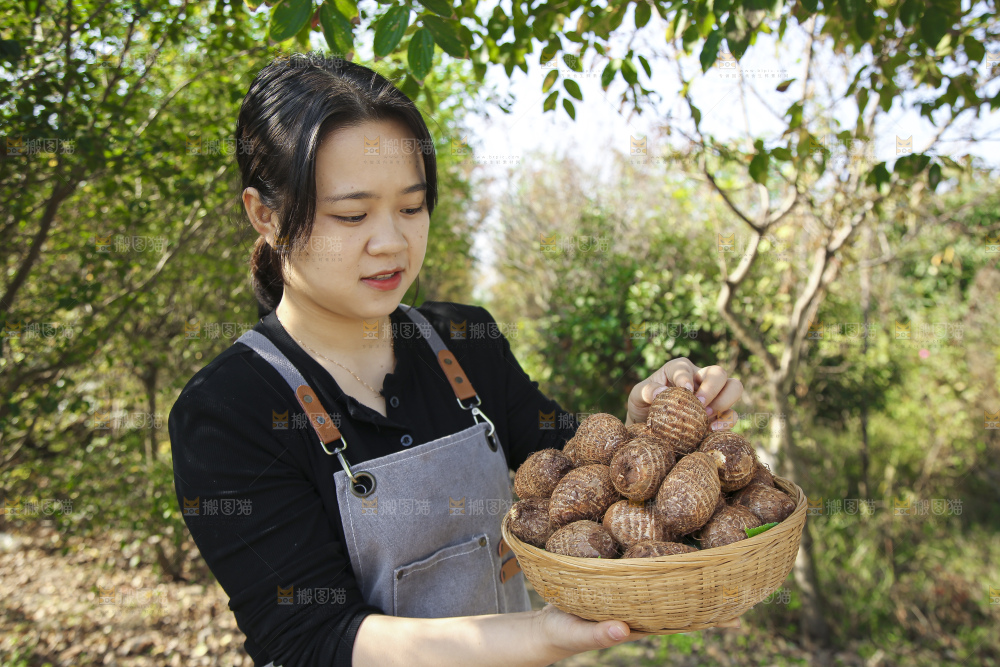 手里拿着新鲜小芋头