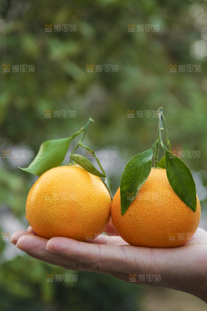 手里拿着爱媛果冻橙