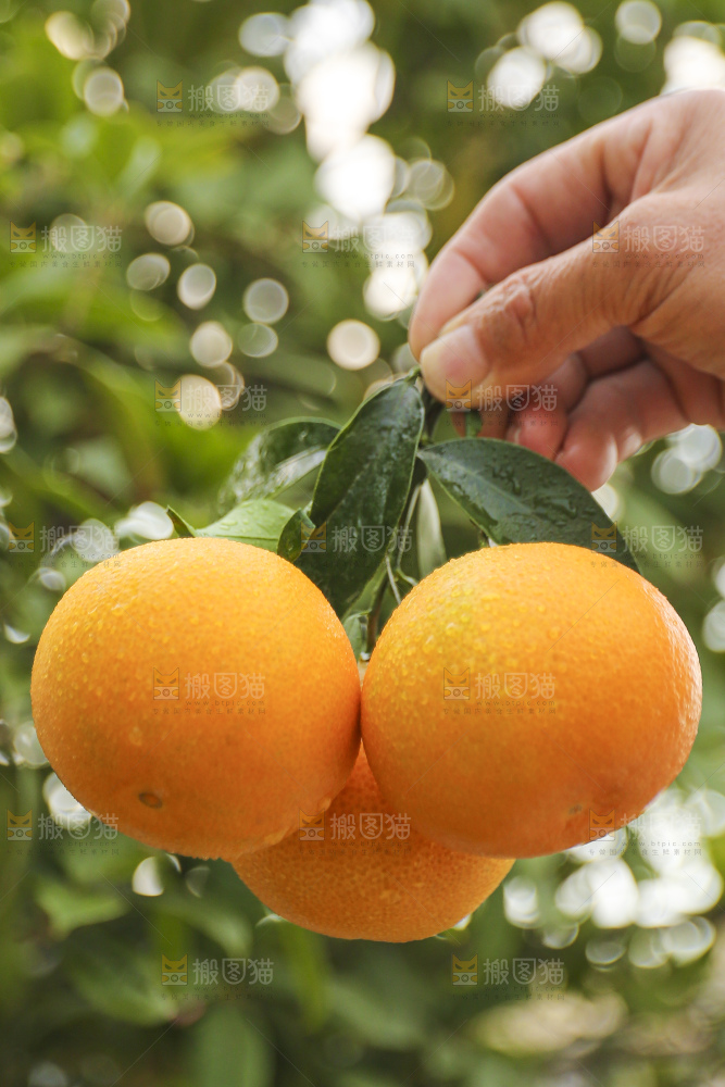 手里拿着爱媛果冻橙