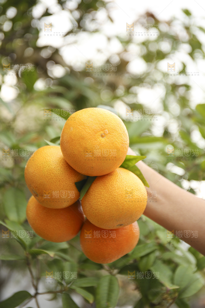 手里拿着爱媛果冻橙