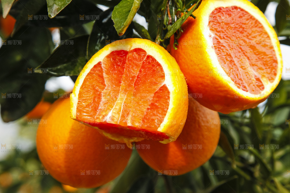 树上的中华红血橙