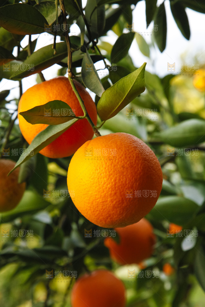 树上的中华红血橙