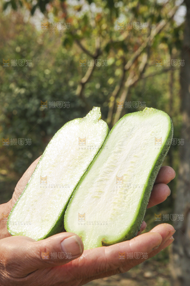手里拿着新鲜丝瓜