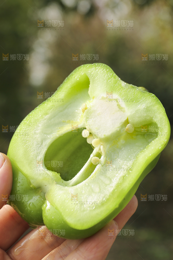 手里拿着新鲜青圆椒