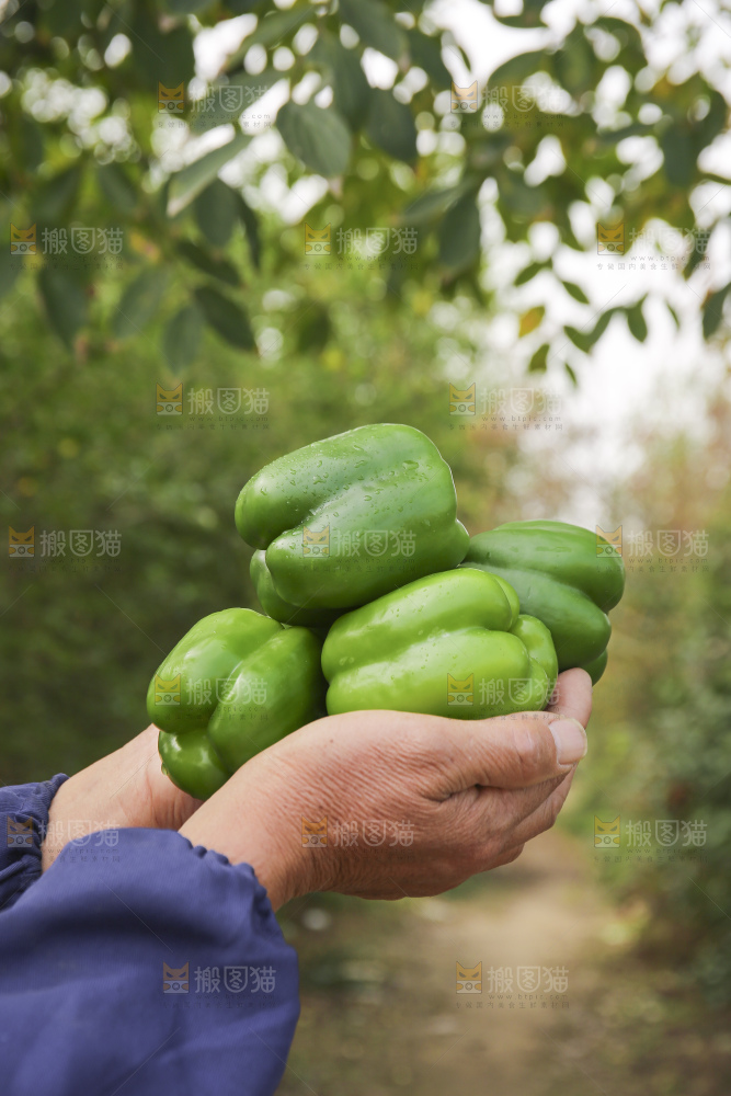 手里拿着新鲜青圆椒