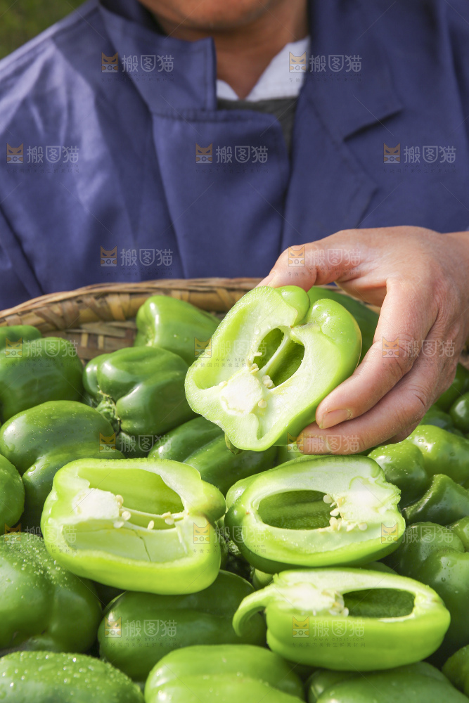 手里拿着新鲜青圆椒