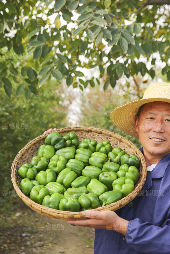 手里拿着新鲜青圆椒