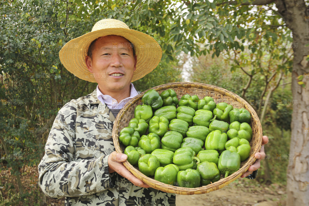 手里拿着新鲜青圆椒