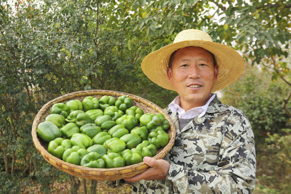 手里拿着新鲜青圆椒