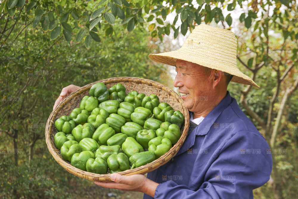 手里拿着新鲜青圆椒