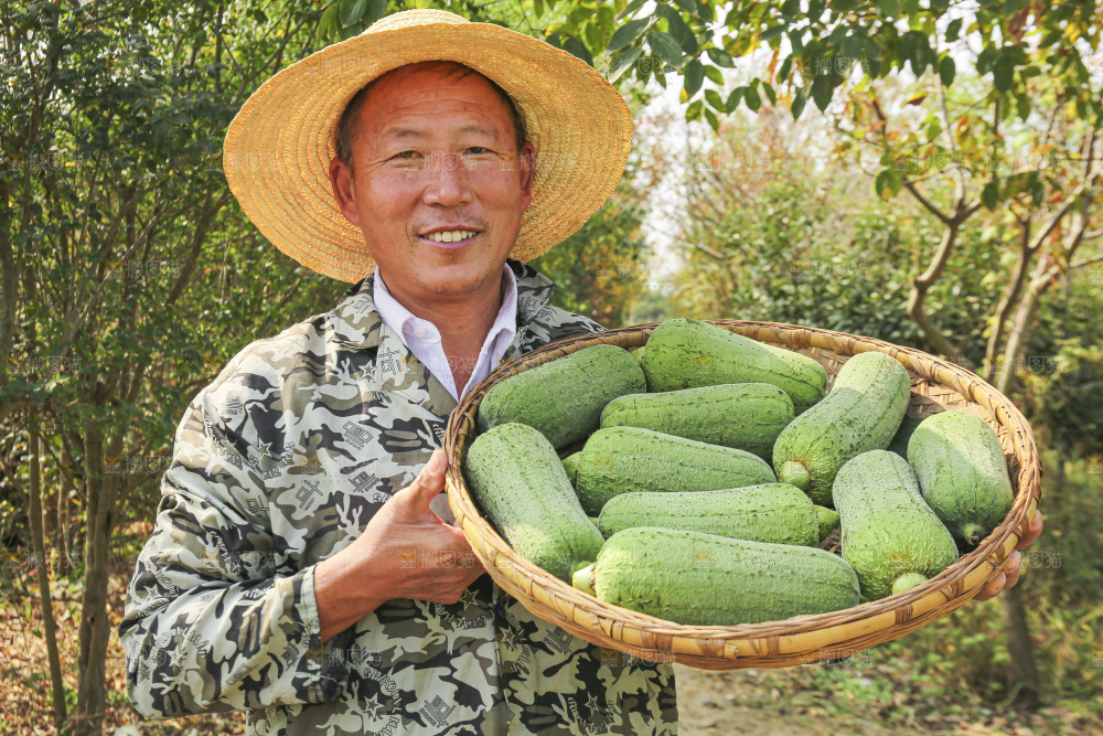 手里拿着新鲜丝瓜