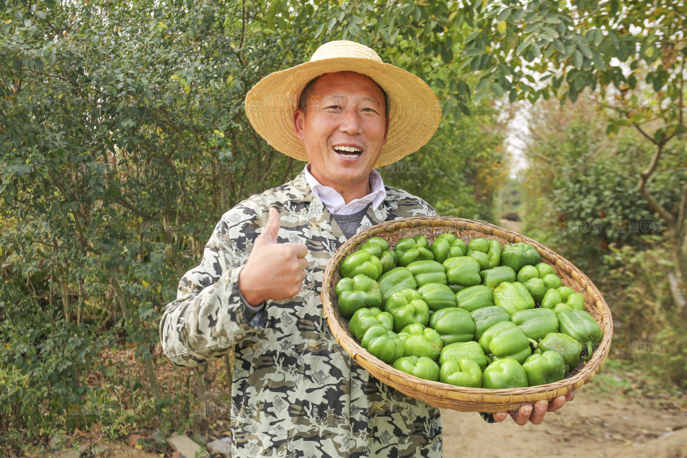 手里拿着新鲜青圆椒