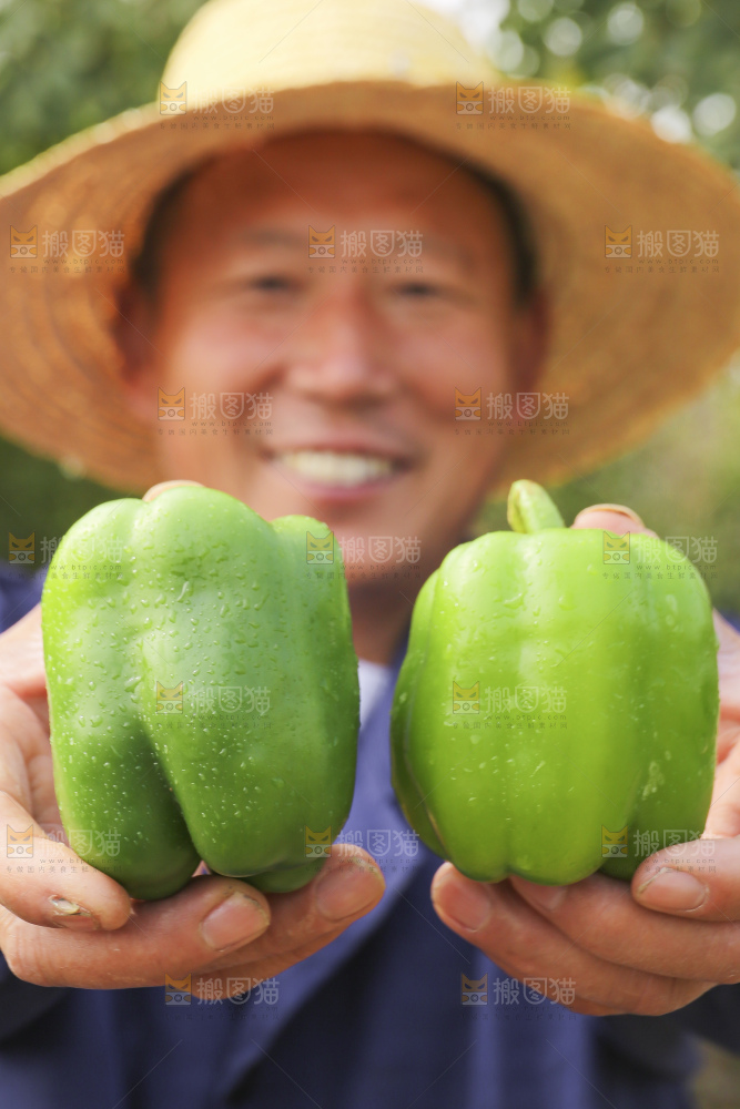手里拿着新鲜青圆椒