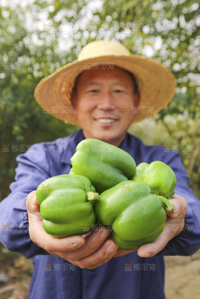 手里拿着新鲜青圆椒