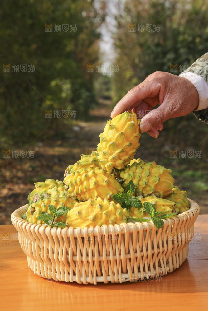 手里拿着燕窝果