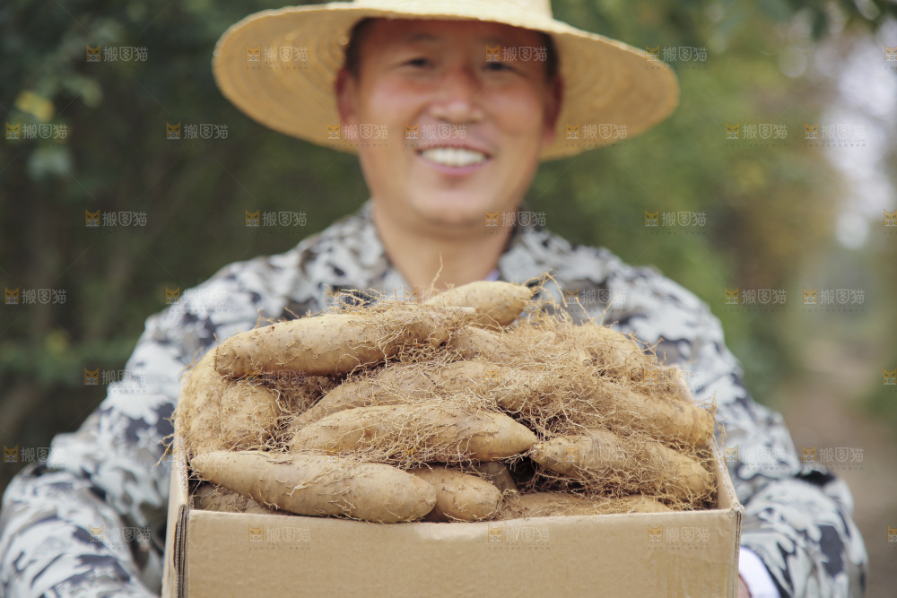 手里拿着新鲜毛薯
