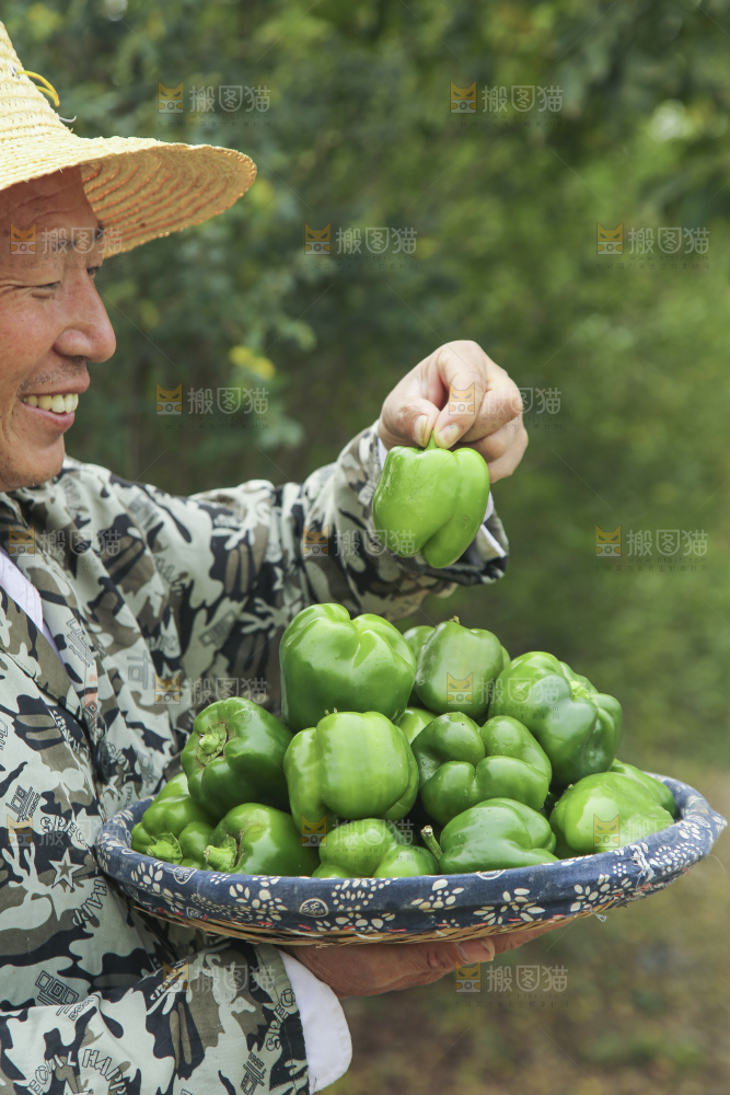 手里拿着新鲜青圆椒