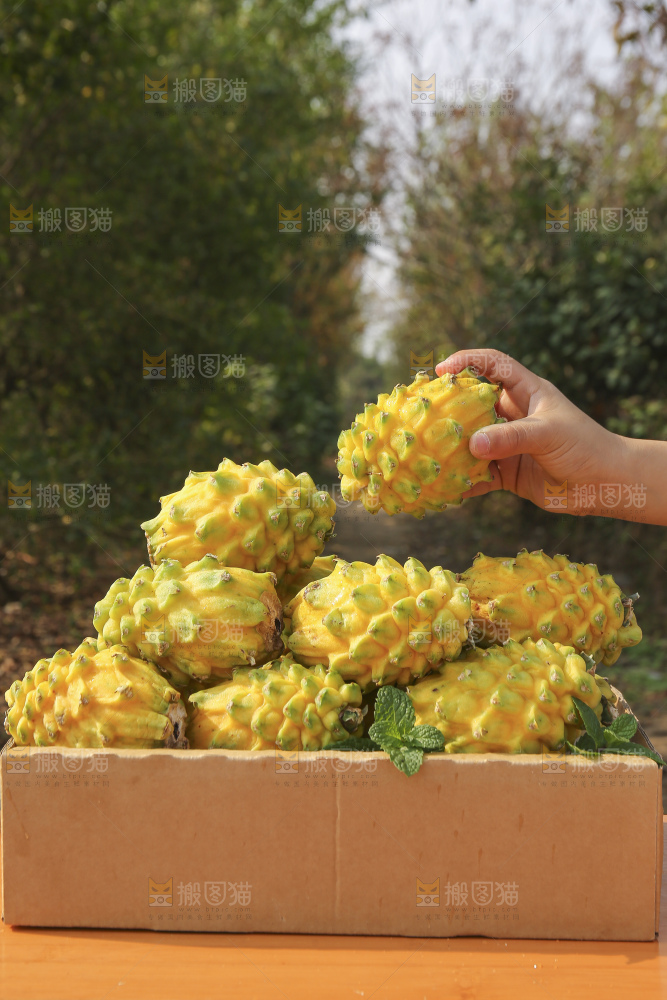 手里拿着燕窝果