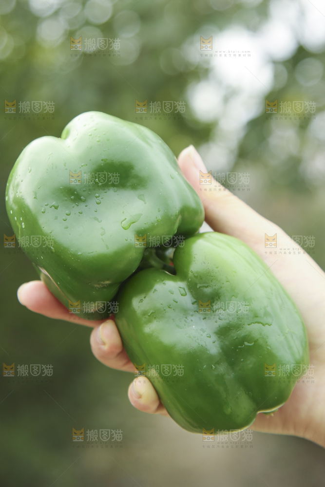 手里拿着新鲜青圆椒