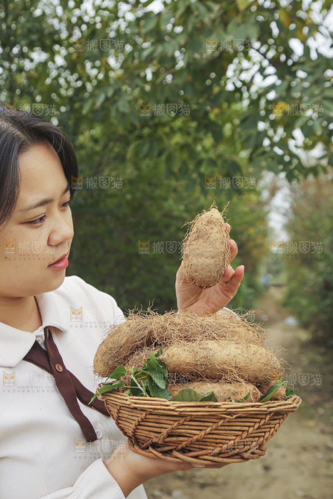 手里拿着新鲜毛薯