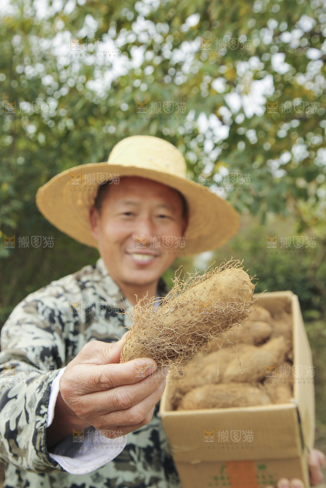 手里拿着新鲜毛薯